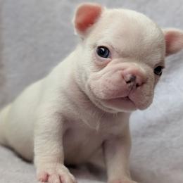 Polar - White male French Bulldog puppy in Battle Ground, Washington from Ferguson's Bulldogs