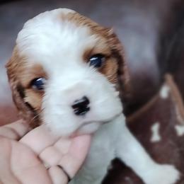 Chewy - Blenheim male Cavalier King Charles Spaniel puppy in Franklin, North Carolina from Cavaliers of the County Macon
