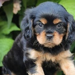 Cavalier King Charles Spaniels from Davidson's Cavaliers
