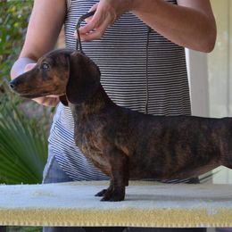 Opie - Dachshund