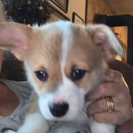 Pembroke Welsh Corgis from Carousel Corgis