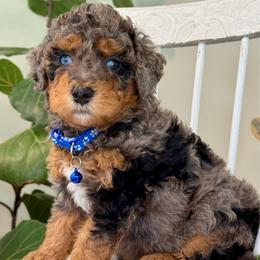 Blue - Blue merle male Bernedoodle puppy in Hesperia, Michigan from Red Acres Poodles & Doodles