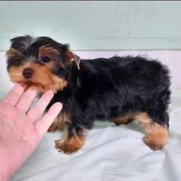 Oakley - Black and tan male Yorkshire Terrier puppy in Grand Terrace, California from CLC SOUTHERN YORKIES