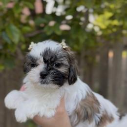 Butterfly Flutter (Pippin) - Brindle and white female Shih Tzu puppy in Cedar Hill, Texas from Puppy Paper House