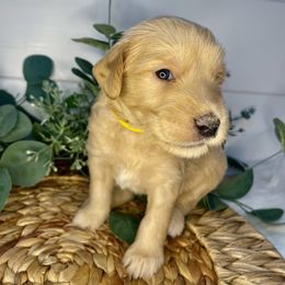 Boy 6 - male Goldendoodle puppy in Thomasville, Georgia from South Georgia Golden Doodle Ranch LLC