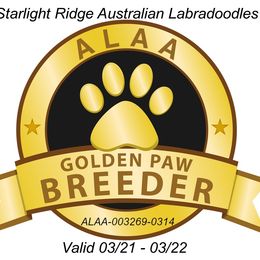 Australian Labradoodle Puppies from Starlight Ridge Australian Labradoodles