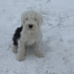 Annie - Old English Sheepdog puppy from Outlaws Run