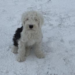 Annie - Old English Sheepdog puppy from Outlaws Run