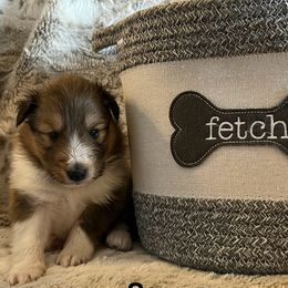 Shetland Sheepdogs from Tricia's Sheltie Puppies