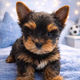 Royal Love - Black and tan male Yorkshire Terrier puppy in San Diego, California from Chasing Rainbows Yorkies