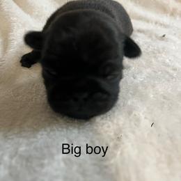 Big Boy - Black male Pug puppy in South Carolina from Best Carolina Pugs