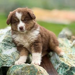 Silva - Red tri female Miniature Australian Shepherd puppy in North Lakeport, California from Wild Rose Ranch
