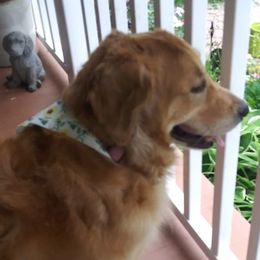 Marley - Golden Retriever