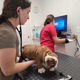 Bulldog Puppies from SureFire Bulldogs