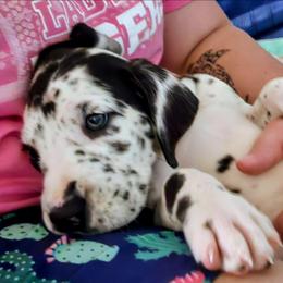 Maxine - Harlequin female Great Dane puppy in Princeton, Indiana from Phantasm Farms
