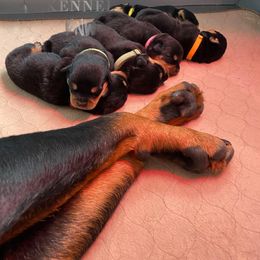 Rottweiler Puppies from KarmaKennelPNW