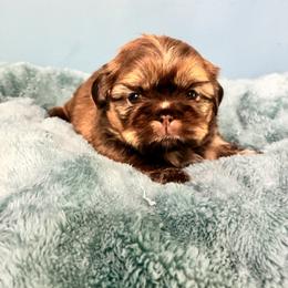 Hugs - Liver male Shih Tzu puppy in Hawthorne, Florida from Simply Southern Shihtzus