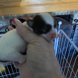 Emmas Boys - Chocolate and white male Chihuahua puppy in Red Bluff, California from Aye Chihuahua