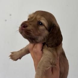 Wilma - Red female Dachshund puppy in Conway, Missouri from Ozark Mountain Kennel