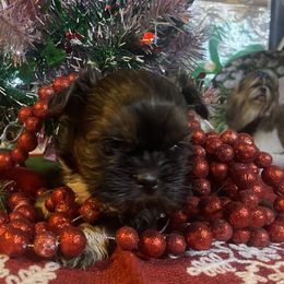 Roxy - Black and white female Shih Tzu puppy in Pleasant Shade, Tennessee from Kuntry Tyme Shih Tzus