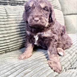 Girl 2 - female Newfypoo puppy in Bloomfield, Iowa from Schooley Doodles