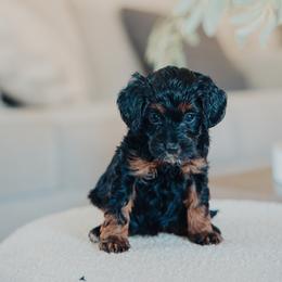 Gray Girl - Black and tan female Cavapoo puppy in Mckinney, Texas from Doodles of North Tx