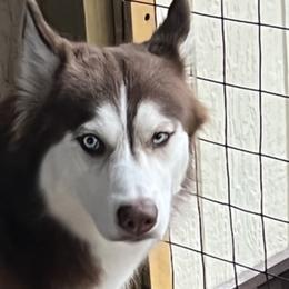 Kara - Alaskan Husky