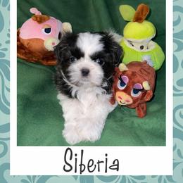 Shih Tzu Puppies from Lavender Lane Tzus