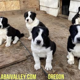 Central Asian Shepherd Dog All Grown Up from Alabaivalley