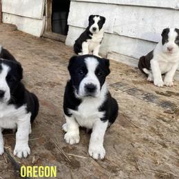Central Asian Shepherd Dog All Grown Up from Alabaivalley