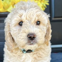 Girl 2 - Apricot Goldendoodle puppy in Meridian, Idaho from Dre's Doodles