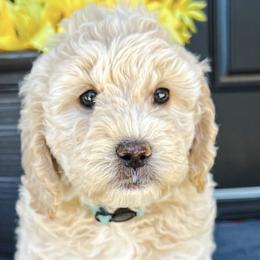 Girl 2 - Apricot Goldendoodle puppy in Meridian, Idaho from Dre's Doodles