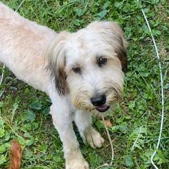 Aussiedoodles, Bernedoodles, Golden Aussiedoodles, Goldendoodles, Poodles, Soft Coated Wheaten Terriers, and Whoodles from Ruby Lane Doodles