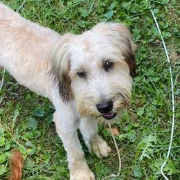 Aussiedoodles, Bernedoodles, Golden Aussiedoodles, Goldendoodles, Poodles, Soft Coated Wheaten Terriers, and Whoodles from Ruby Lane Doodles