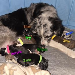 Australian Shepherd and Miniature Australian Shepherd Puppies from Cara Harker