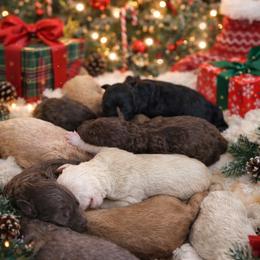 Snickers - Chocolate female Goldendoodle puppy in Waterford, California from Alvdoodles