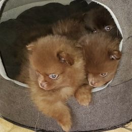 Pomeranians from L'Orlean Kennels