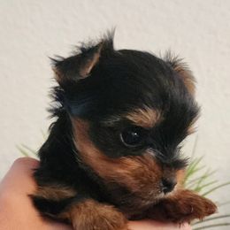 Yorkshire Terrier Puppies from Pretty Li'l Yorkies