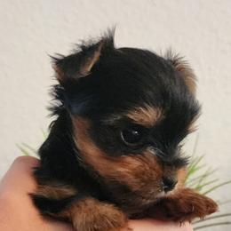 Yorkshire Terrier Puppies from Pretty Li'l Yorkies