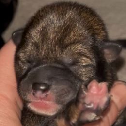 Sesame AKC - Sesame male Shiba Inu puppy in Clewiston, Florida from Animal Farm Shiba Inus & Mameshibas