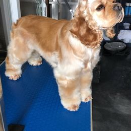 Coral - Cocker Spaniel