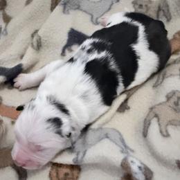 Comet - Blue merle male Australian Shepherd puppy in Harrah, Oklahoma from Kamm's Aussies