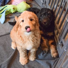 Goldendoodle Puppies from BB Doodles