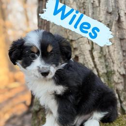 Wiles (Male 1) - Black tri-color male Aussiedoodle puppy in South Central, Pennsylvania from Windy Hills Mini Aussies & Doodles