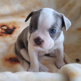 Boston Terriers from Mei's Boston Terriers