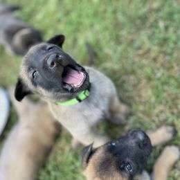 xDutch Shepherd Puppies from Crystal Coast K9 MHC
