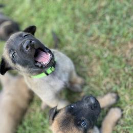 xDutch Shepherd Puppies from Crystal Coast K9 MHC