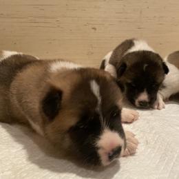 Akita Puppies from Gloe Akita's