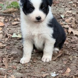 Taki - Black tri-color female Australian Shepherd puppy in Laurel, Mississippi from Reeves Australian Shepherds