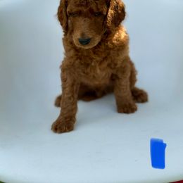 Oak - Red  male Poodle puppy in Mount Vernon, Illinois from AMC Poodles